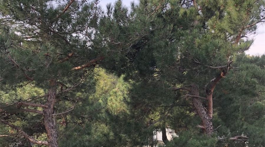 Студия 4* 2-местный с 2 доп.местами на одном складном диване корпус 1